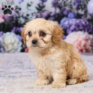 Abby, Cavachon Puppy